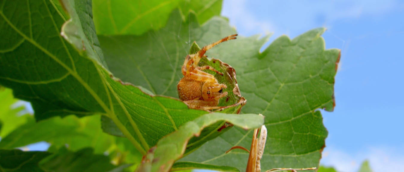 Filmstill «Homo Sapiens 2012»