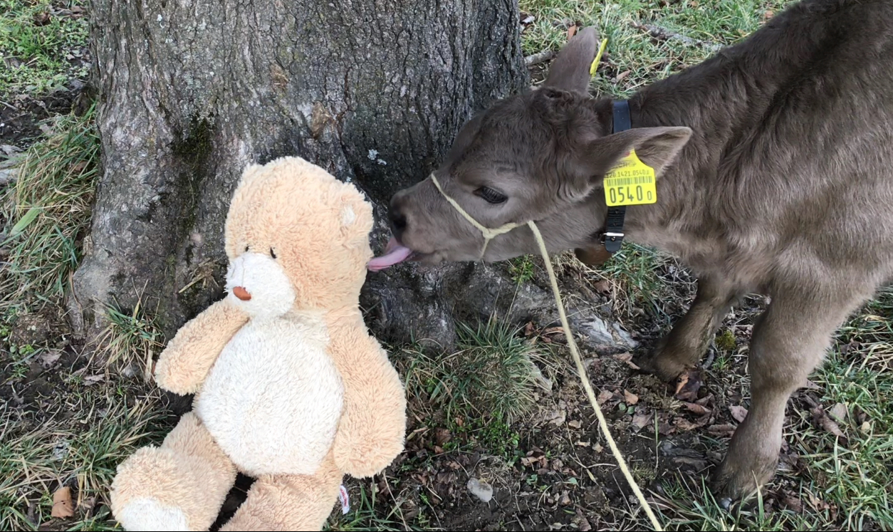 Filmstill «the perfect gift»