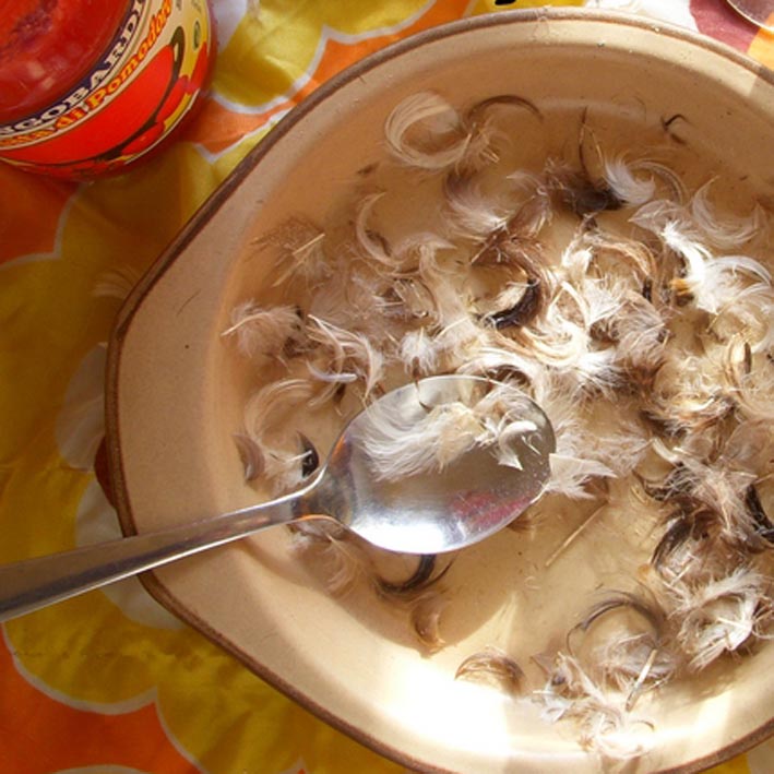 Photogramme «Feder zum Mittagessen»